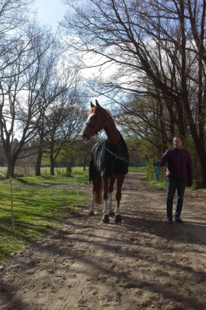 Dr Doolittle eli "Toope". Negernbötel, Saksa 2015 Dr Doolittle eli "Toope". Negernbötel, Saksa 2015