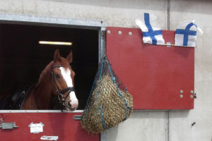 Dr Doolittle eli "Toope". Waregem, Belgia 2015 Dr Doolittle eli "Toope". Belgia Waregem 2015