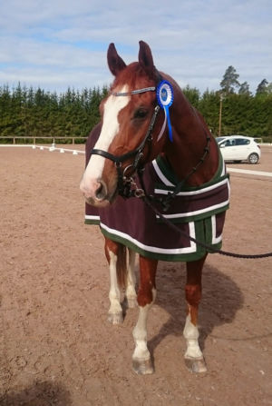 Dr Doolittle eli "Toope". Ratsastuskeskus  Aino 2017 Dr Doolittle eli "Toope". Ratsastuskeskus Aino 2017